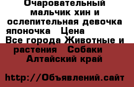 Очаровательный мальчик хин и ослепительная девочка японочка › Цена ­ 16 000 - Все города Животные и растения » Собаки   . Алтайский край